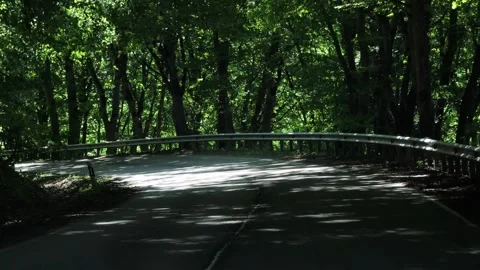 Sunlight Filtering Through Trees on Winding Road Vidéo 312122687