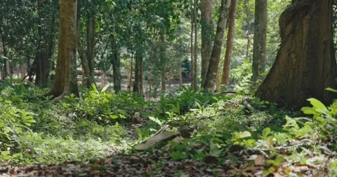 Sunlight filtering through tropical forest trees onto green ground 库存影片 331525680