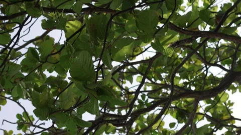 Sunlight Filtering Through Tropical Leaves Stock Footage 266166952