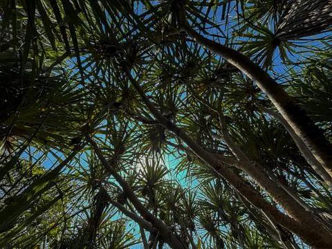 Sunlight Filtering Through Tropical Pandanus Leaves Stock Photos