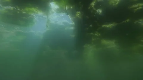 Sunlight filtering through turbid swamp water and floating filamentous algae Stock Footage 341290823