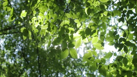 Sunlight filtering through verdant foliage, casting soft shadows across lush Stock Footage 309662444