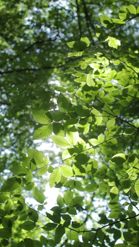 Sunlight filtering through verdant foliage, casting soft shadows across lush Stock Footage 309663964