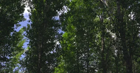 Sunlight filtering through verdant poplar trees swaying in the wind 스톡 동영상 344146972