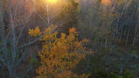 Sunlight filtering through vibrant autumn foliage in a forest, aerial view Stock Footage 289005067