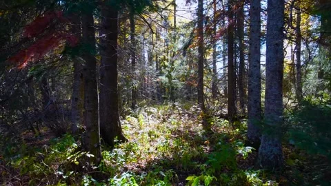 Sunlight Filtering Through a Vibrant Autumn Forest Floor Stock Footage 325464557
