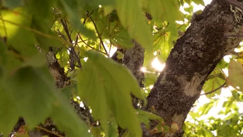 Sunlight filtering through vibrant green leaves in a serene forest setting Vidéo 295313219