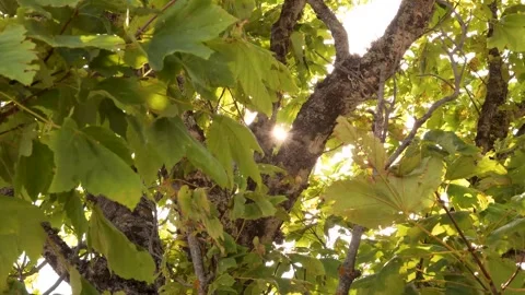 Sunlight filtering through vibrant green leaves in a serene forest setting Stock-Footage 301921751