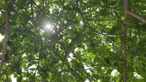 Sunlight filtering through a vibrant green tree canopy Stock Footage 326467428