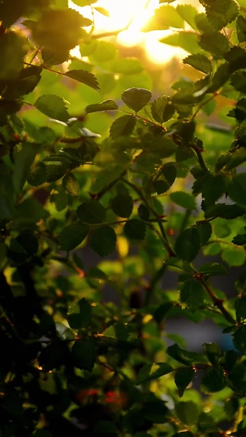 Sunlight filtering through vibrant green leaves and branches creating a nat.. Vidéo 335156521