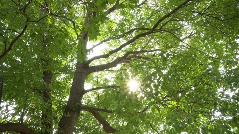 Sunlight filtering through vibrant green leaves of a large tree in spring forest Stock Footage 341942794