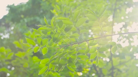 Sunlight filtering through vibrant green leaves in summer forest Stock Footage 342329637