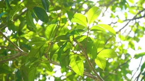 Sunlight Filtering Through Vibrant Green Osmanthus Leaves in a Garden Setting Vídeos de archivo 342330951