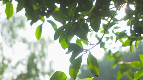 Sunlight filtering through vibrant green summer leaves in forest Stock Footage 342333114