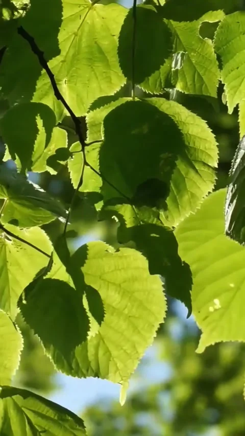 Sunlight Filtering Through Vibrant Green Tree Leaves in a Forest Setting 스톡 동영상 347037796