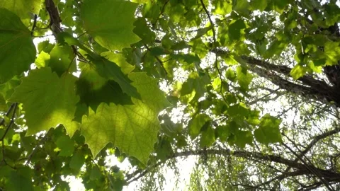Sunlight filtering through vibrant green maple leaves in a forest canopy Vídeos de archivo 347044685