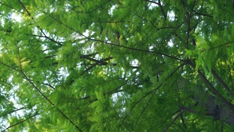 Sunlight filtering through vibrant green redwood tree canopy in a forest setting Stock-Footage 347061451