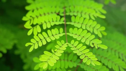 Sunlight filtering through vibrant green leaves in a natural forest setting Stock-Footage 347067171