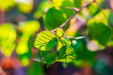 Sunlight filtering through vibrant green leaves on a branch, creating a sof.. Stock Photos