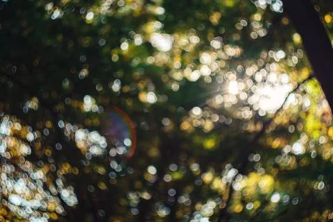 Sunlight filtering through vibrant green forest canopy creating beautiful a.. Stock Photos