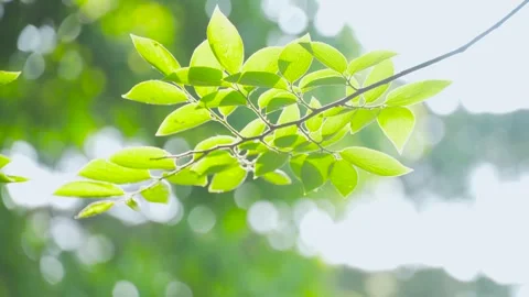 Sunlight filtering through vibrant leaves on a gentle summer day in the forest Stock Footage 342329686
