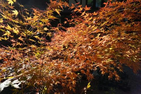 Sunlight Filtering Through Vibrant Maple Leaves in Autumn Stock Photos