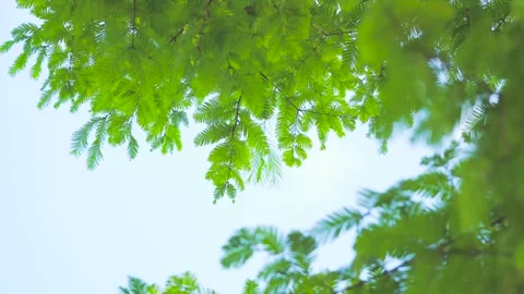 Sunlight filtering through vibrant Metasequoia tree branches in a summer forest Video stock 342332571