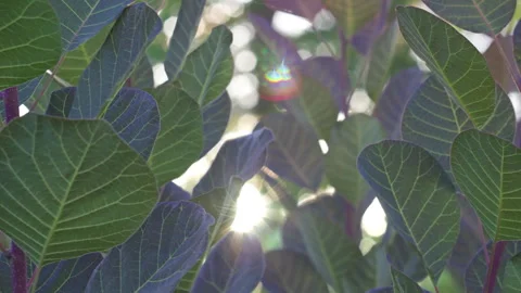Sunlight Filtering Through Vibrant Purple and Green Smokebush Leaves Video stock 339628734