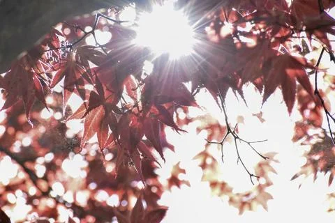 Sunlight filtering through vibrant red maple leaves in autumn 写真素材