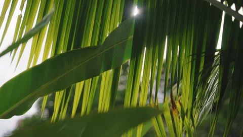 Sunlight filtering through vibrant tropical palm leaves in Costa Rica. 库存影片 336058285