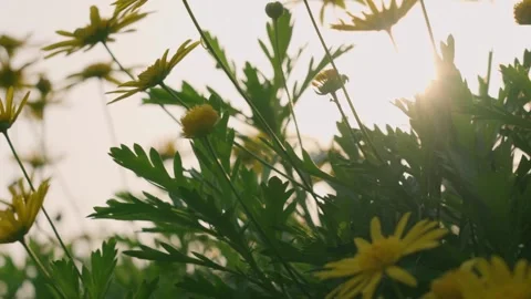 Sunlight Filtering Through Vibrant Yellow Flowers in a Peaceful Meadow at Sunset Stock Footage 341948890