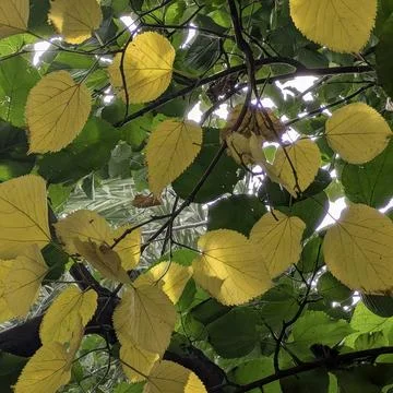 Sunlight filtering through vibrant yellow autumn leaves in dense tree foliage Stock Photos