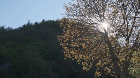Sunlight Filtering Through Walnut Tree Branches In Spring, Mountain Landscape 스톡 동영상 333921112