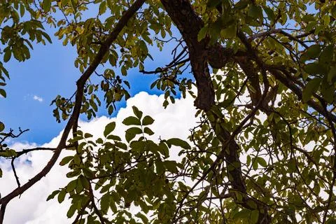 Sunlight Filtering Through Walnut Tree Leaves and Branches Stock Photos