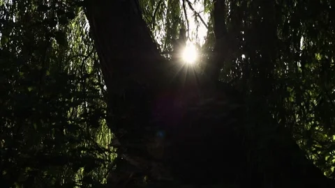 Sunlight Filtering Through Weeping Willow Branches in Slow Motion Vidéo 347552669