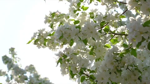 Sunlight Filtering Through White Crabapple Blossoms on a Gentle Spring Day 動画素材 342229362