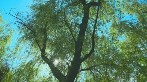 Sunlight Filtering Through Willow Tree Leaves During A Bright Summer Day Stock Footage 341956057