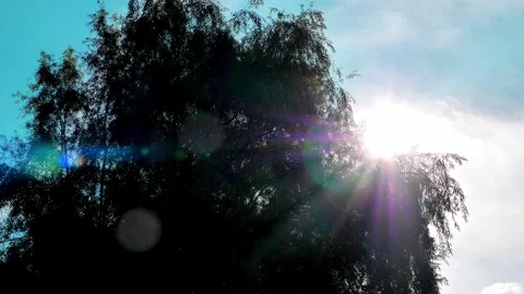 Sunlight Filtering Through Willow Tree Branches During A Bright Summer Afternoon Vídeo Stock 347064246