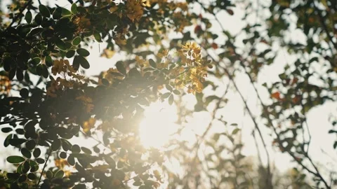 Sunlight Filtering Through Yellow Flowering Branches and Green Leaves Vídeos de archivo 342098828