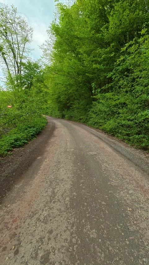 Sunlight filters softly through dense. Vertical POV, Balkan, Eastern Europe Видео 334470059