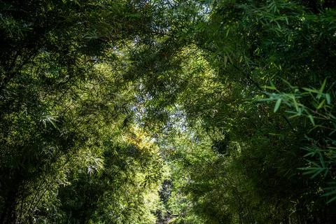 Sunlight filters softly through layers of lush bamboo leaves, creating a na.. Stock Photos
