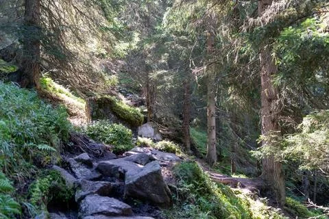Sunlight Filters Through an Alpine Forest Path with a Rocky Trail Stock Photos