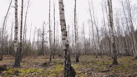 The sunlight filters through the bare branches of birch trees, illuminating the Video stock 279992888