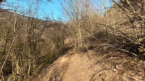 Sunlight filters through bare branches. Mount Ozren Видео 330633416