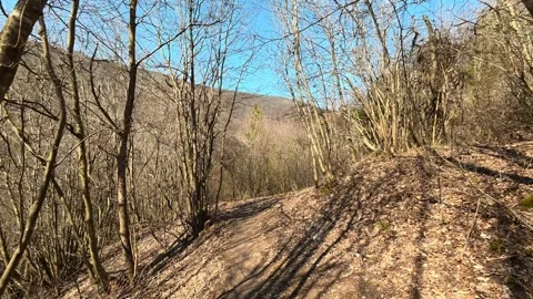 Sunlight filters through bare branches. Mount Ozren Vidéo 330657277