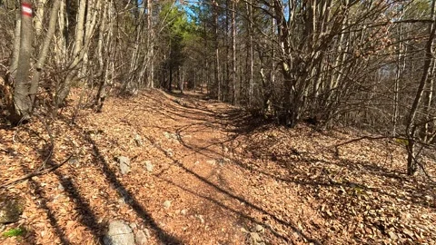 Sunlight filters through bare branches. Balkan, Eastern Europe, POV Stock Footage 331781058