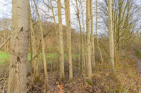 Sunlight filters through the bare branches of a woodland grove, illuminatin.. Stock Photos