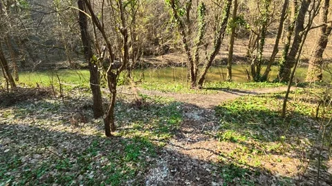 Sunlight filters through bare tree branches. Mount Ozren 스톡 동영상 330952667