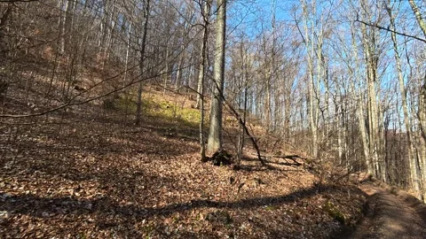 Sunlight filters through bare tree limbs. Balkan, Eastern Europe, POV Video stock 331781451