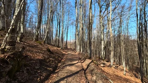 Sunlight filters through bare tree branches. Balkan, Eastern Europe, POV Video stock 331782567